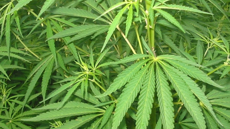 Εξαρθρώθηκε σπείρα που καλλιεργούσε δενδρύλλια κάνναβης σε δασική περιοχή κοντά στα Ιωάννινα