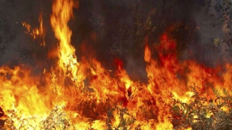 Φωτιά σε δασική έκταση στην περιοχή Νεμούτα της Ηλείας