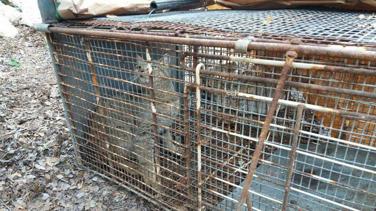 Κρήτη: Βοσκός «συνέλαβε» τον θρυλικό φουρόγατο!