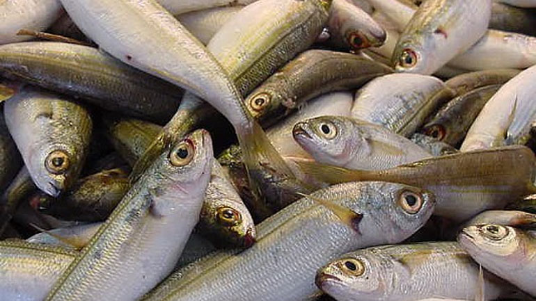 Κατάσχεση νωπών αλιευμάτων στη Νίκαια