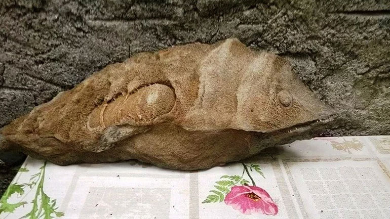 Κρήτη: Βρέθηκε απολιθωμένο ψάρι στο Φαράγγι της Σαμαριάς