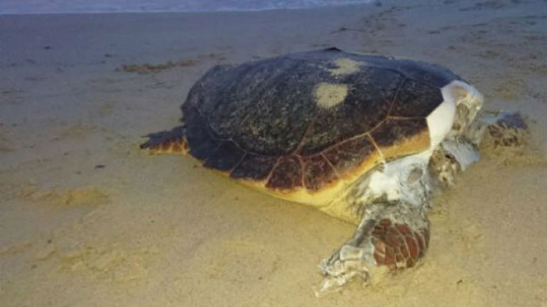 Αποκεφαλισμένες Caretta Caretta ξεβράζει η θάλασσα στην Ελούντα!