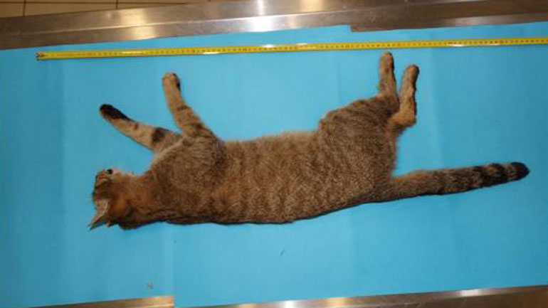 Το άγριο ζώο που αιχμαλωτίστηκε τυχαία στα Χανιά είναι ο σπάνιος «φουρόγατος»! Το άγριο ζώο που αιχμαλωτίστηκε τυχαία στα Χανιά είναι ο σπάνιος «φουρόγατος»!