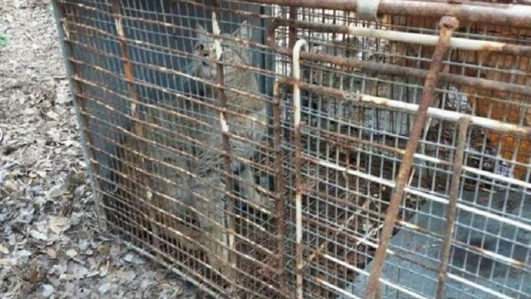 Ελεύθερος στον Ομαλό και πάλι ο φουρόγατος