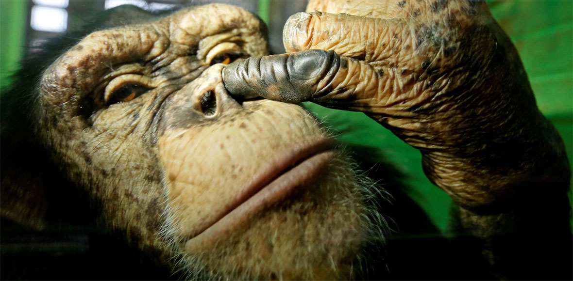 Το βλέμμα της Anfisa