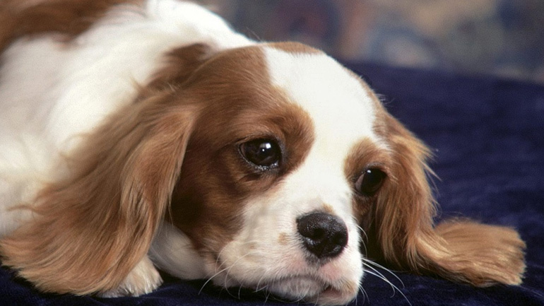 Πρόληψη από ασθένειες στον σκύλο