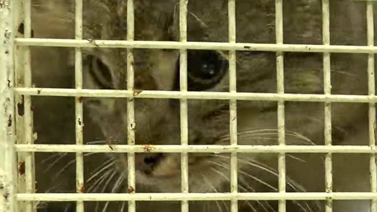 Ελεύθερος και πάλι ο «φουρόγατος»!