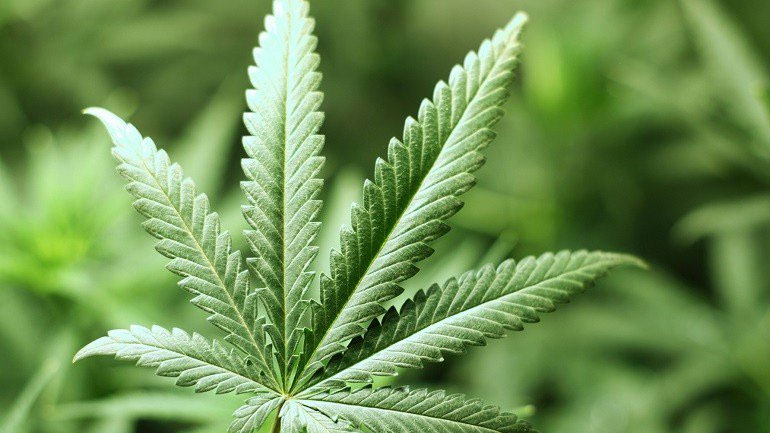 Ουρουγουάη: Μετά τη νομιμοποίηση της κάνναβης για ψυχαγωγικούς σκοπούς, τώρα επιτρέπεται και η πώληση φαρμάκων