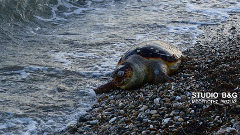 Μεγάλη θαλάσσια χελώνα νεκρή στη Νέα Κίο