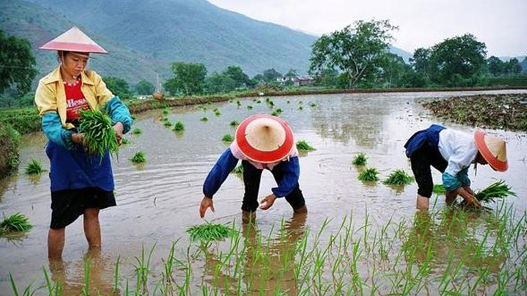 Η Κίνα εξάγει τεχνικές καλλιέργειας ποικιλίας ρυζιού, ανθεκτικής στην ξηρασία