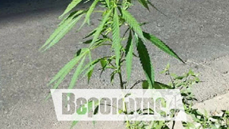 Φύτρωσε χασισοδεντράκι σε παρτέρι στο κέντρο της Βέροιας
