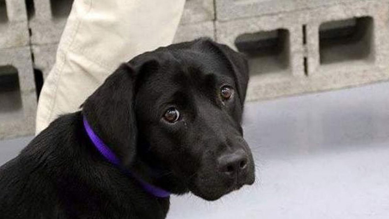 Η CIA απέλυσε… κουτάβι