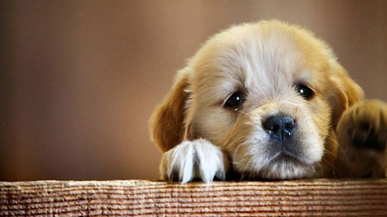 Τι μπορεί να κρύβει η κακοποίηση ζώων