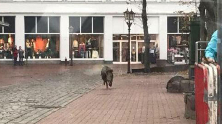 Αγριογούρουνα προκαλούν τρόμο σε γερμανική πόλη – 4 τραυματίες