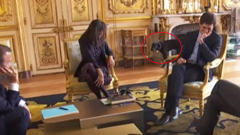 Γαλλία: Ο προεδρικός σκύλος προκάλεσε γέλια κάνοντας την… ανάγκη του ενώπιον υπουργών!