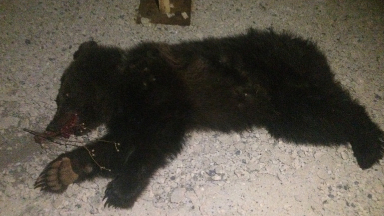 Αρκτούρος: Τρίτο θανατηφόρο τροχαίο με θύμα αρκουδάκι στην περιοχή Κλειδί Αμυνταίου