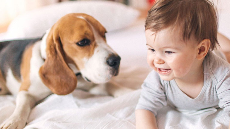 Τι κάνουμε όταν ο σκύλος μας ζηλεύει το νεογέννητο μωρό μας; Τι κάνουμε όταν ο σκύλος μας ζηλεύει το νεογέννητο μωρό μας;