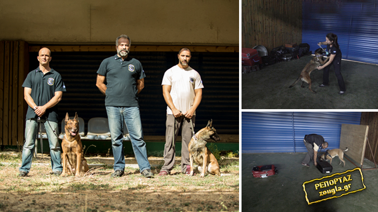 Οι τετράποδοι αστυνομικοί που μυρίζονται το έγκλημα