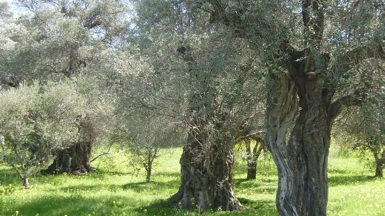 Πρέβεζα: Η ανομβρία κατέστρεψε το 70% του ελαιοκάρπου