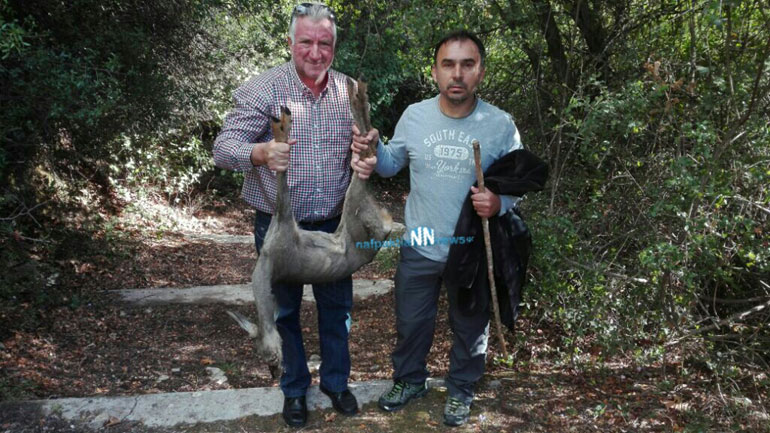 Ευπάλιο: Δασονόμοι βρήκαν τραυματισμένο ζαρκάδι στο δάσος και το περιέθαλψαν