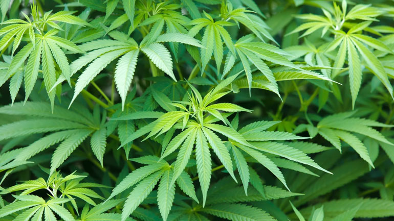 Αναθεωρούνται όλα διεθνώς για την κάνναβη