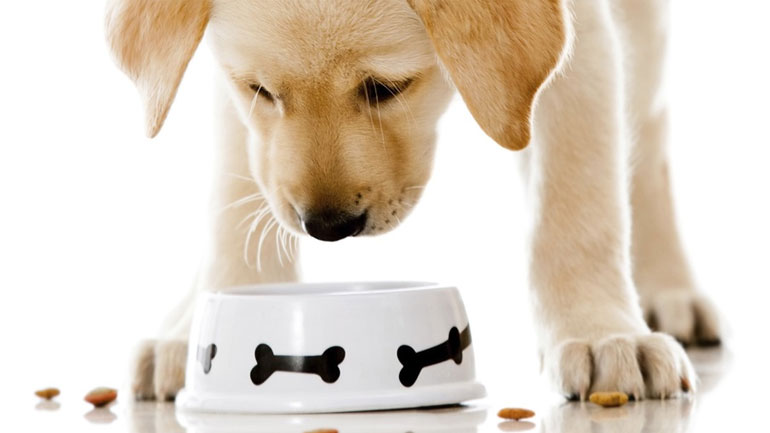Τι πρέπει να περιέχει η ιδανική τροφή του σκύλου;