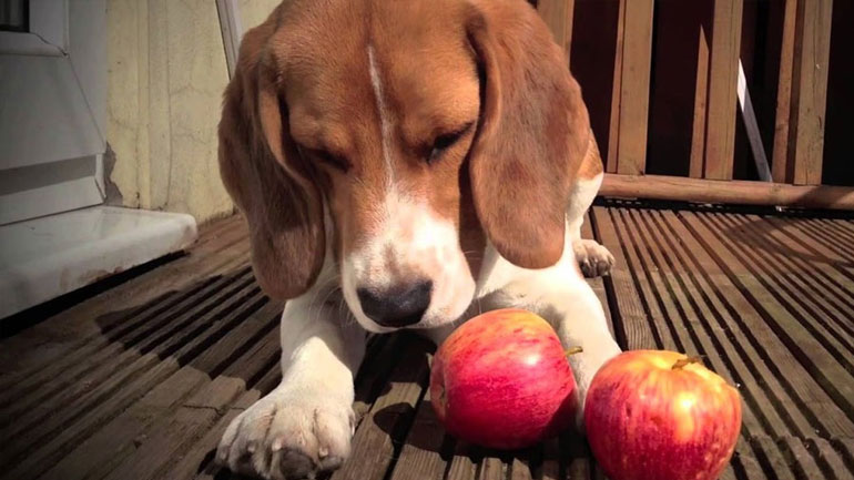 Φρούτα κατάλληλα για σκυλιά!