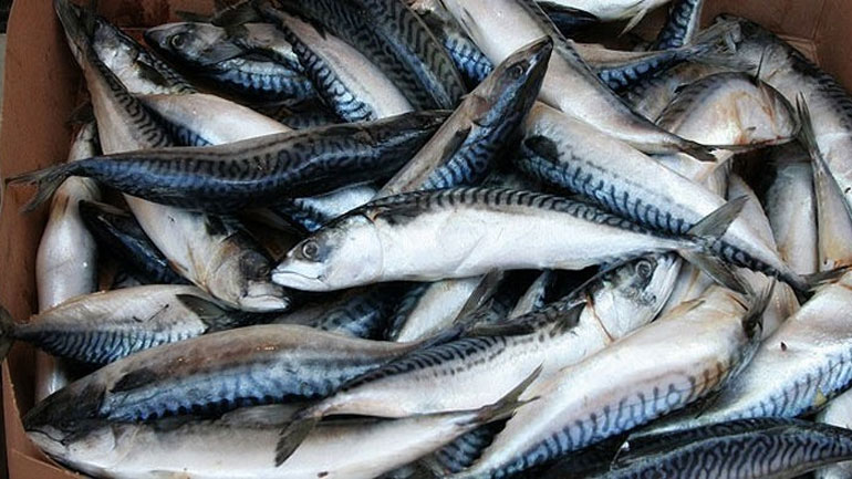 Θεσσαλονίκη: Στην ιχθυόσκαλα Ν. Μηχανιώνας κατασχέθηκαν 198 κιλά ψάρια