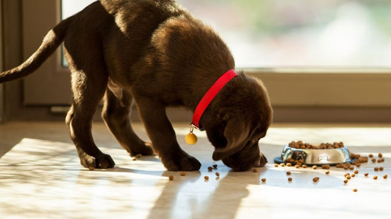 Μήπως ο σκύλος σας τρώει πολύ γρήγορα;