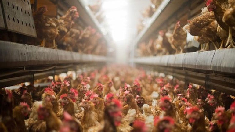 Μέτρα για να αποφευχθεί η είσοδος της γρίπης των πτηνών από τη Βουλγαρία