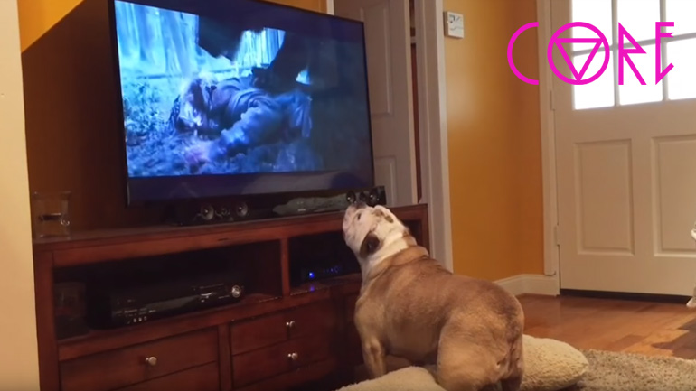 Ο σκύλος προσπαθεί να σώσει τον Leonardo DiCaprio