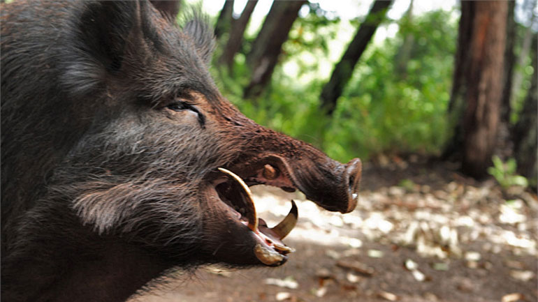 Μεσσηνία: Αγριογούρουνο επιτέθηκε και τραυμάτισε κυνηγό Μεσσηνία: Αγριογούρουνο επιτέθηκε και τραυμάτισε κυνηγό