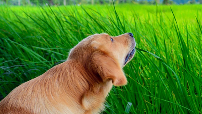 Γιατί οι σκύλοι τρώνε γρασίδι;