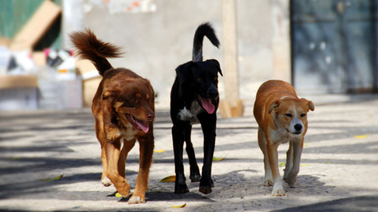Χίος: Επέβαλλαν πρόστιμο 2.400 ευρώ στη μοναδική κάτοικο χωριού, επειδή τα αδέσποτα δεν είχαν… τσιπάκι! Χίος: Επέβαλλαν πρόστιμο 2.400 ευρώ στη μοναδική κάτοικο χωριού, επειδή τα αδέσποτα δεν είχαν… τσιπάκι!