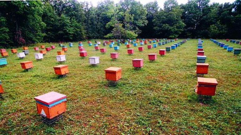 Τσιρώνης: Σημαντικές οι δυνατότητες της μελισσοκομίας