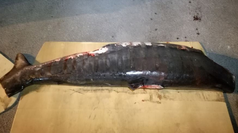 Μεγάλο καρχαριοειδές εντοπίστηκε στη Λέσβο