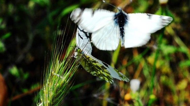 Νέο είδος εντόμου ανακαλύφθηκε στην Κοιλάδα Πεταλούδων της Ρόδου