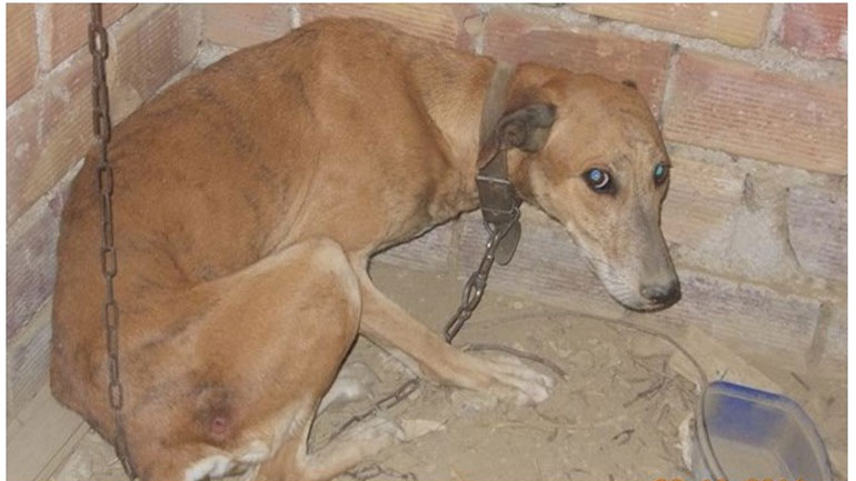 «Κωσταλέξι» τριών ζώων στην Πάτρα – Απίστευτη ιστορία κακοποίησης «Κωσταλέξι» τριών ζώων στην Πάτρα – Απίστευτη ιστορία κακοποίησης