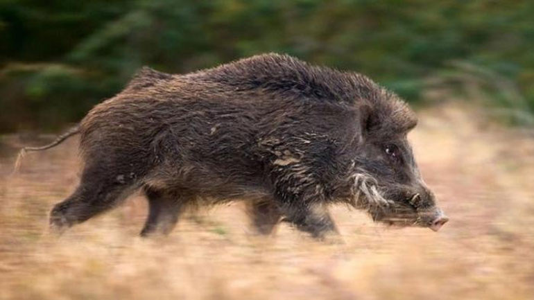 Μέτρα για τα αγριογούρουνα από το υπ. Περιβάλλοντος
