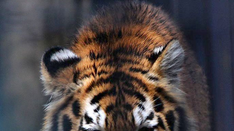 Τίγρης επιτέθηκε σε υπάλληλο ζωολογικού κήπου του Καλίνινγκραντ