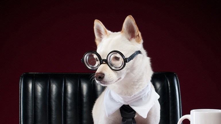 Πώς να διατηρώ τον σκύλο μου ήρεμο σε έντονους θορύβους