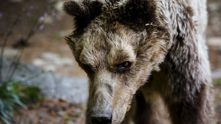 Απεβίωσε ο «Μήτσος», η γηραιότερη αρκούδα στον Αρκτούρο Απεβίωσε ο «Μήτσος», η γηραιότερη αρκούδα στον Αρκτούρο