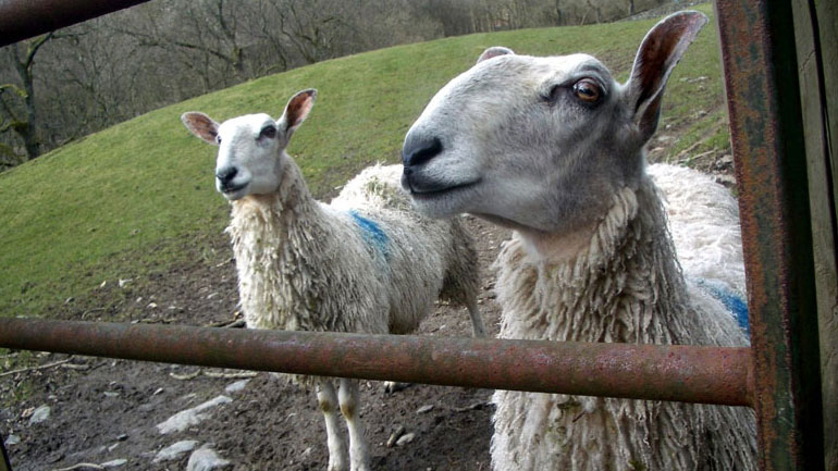 Έρευνα: Τα πρόβατα αναγνωρίζουν πρόσωπα