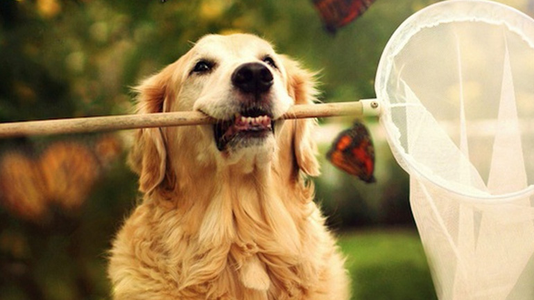 11 μυστικά για να είναι ευτυχισμένος ο σκύλος μας