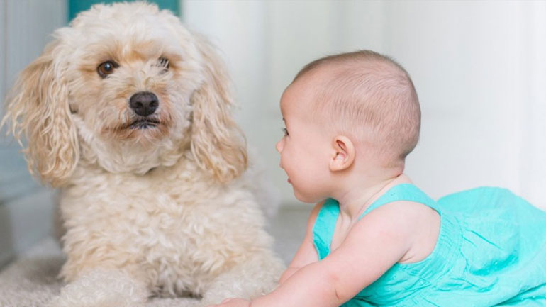 Τι κάνουμε όταν ο σκύλος μας ζηλεύει το νεογέννητο μωρό μας;