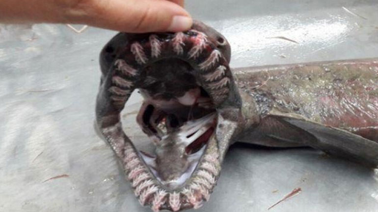 «Kαρχαρίας από την εποχή των δεινοσαύρων» στα δίχτυα ψαρά στην Πορτογαλία