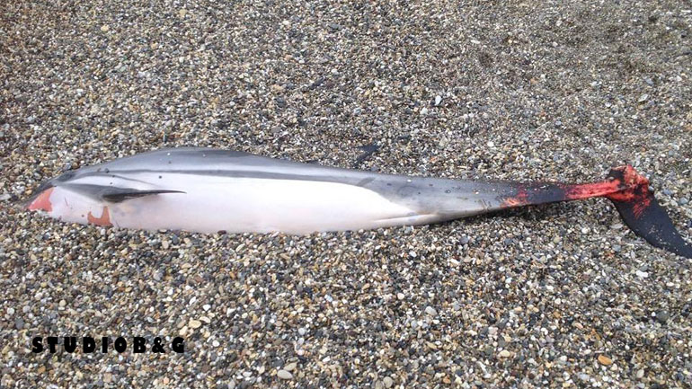 Νεκρό δελφίνι -σκοτωμένο από ανθρώπινο χέρι- εντοπίστηκε στο Άστρος Κυνουρίας