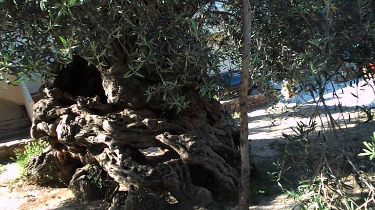 Χανιά: Εκδηλώσεις για το ελαιόλαδο οργανώνει στην Κρήτη ο Σύνδεσμος Ελαιοκομικών Δήμων