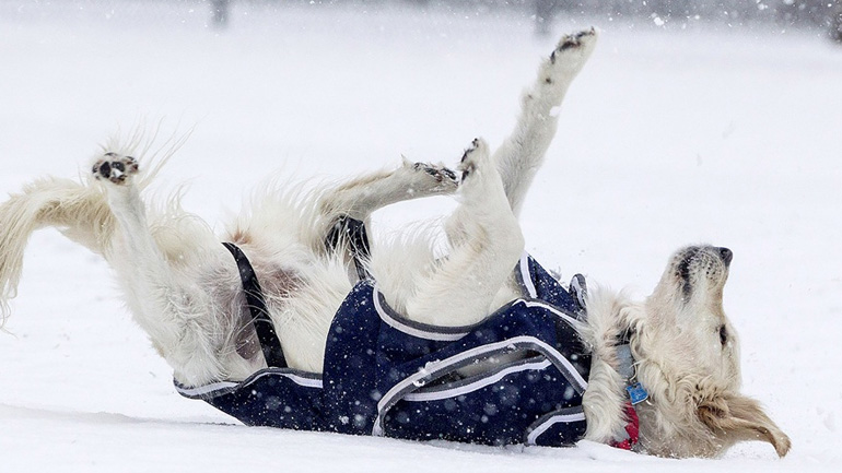 Βοηθήστε τα ζώα τις κρύες μέρες!