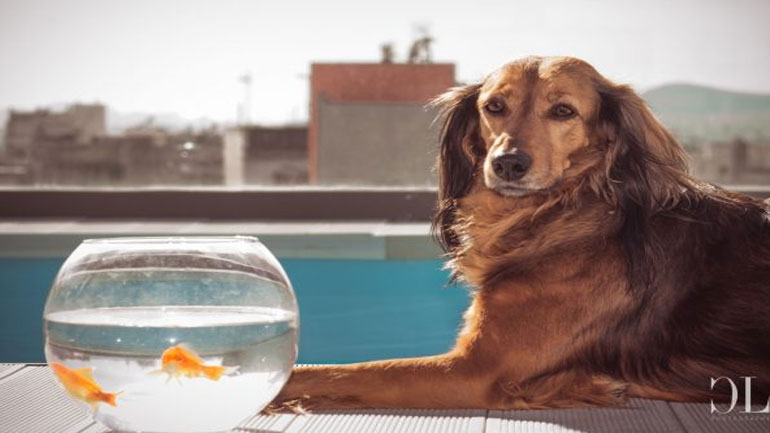 Η φιλοζωική ταινία «Re-Action» προβάλλεται στον Δημοτικό Κινηματογράφο «Νέα Ελβετία» του Βύρωνα